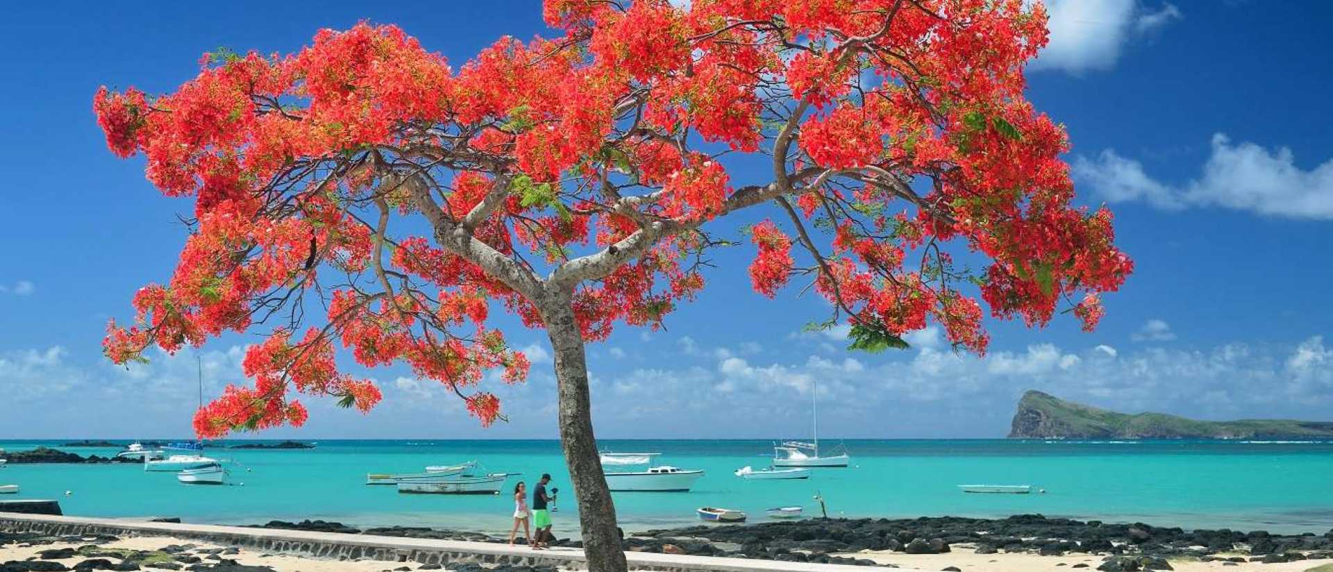 Маврикий красное дерево