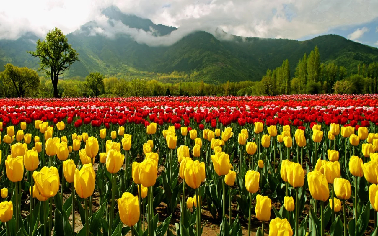 Kashmir Tulip Flower Festival .. Come together for a week .. Let’s see